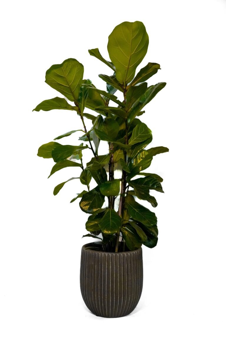 Fiddle leaf Fig