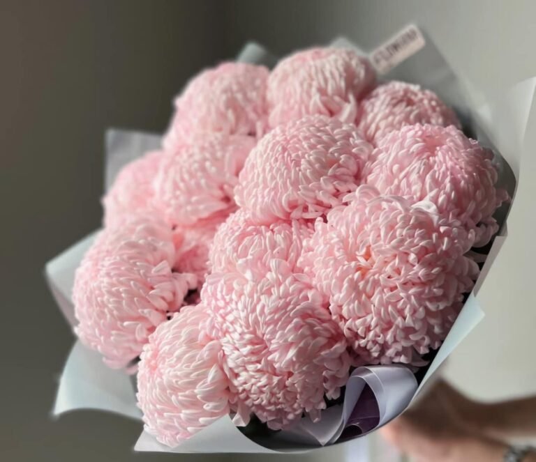 Pink Mums